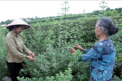 Hiệu quả từ vùng chuyên canh dược liệu
