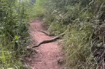 Đang leo núi, nhóm người bỏ chạy khi thấy cảnh tượng đáng sợ