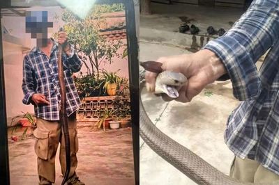 Bị rắn hổ mang cắn vào tay vẫn chụp ảnh, người đàn ông 58 tuổi có trải nghiệm nhớ đời