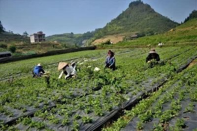 Cần cơ chế đủ mạnh thu hút doanh nghiệp hiện đại hóa vùng trồng dược liệu