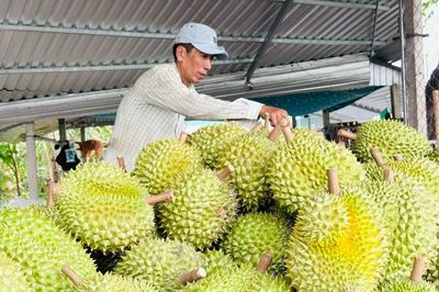 Xuất khẩu rau quả đạt 3,65 tỷ USD sau 6 tháng năm 2026