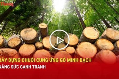 Xây dựng chuỗi cung ứng gỗ minh bạch, nâng sức cạnh tranh