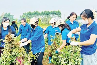 Bắc Ninh: Sắc xanh tình nguyện trong mùa phượng đỏ