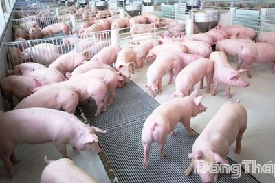 Đồng Tháp: Chủ động ứng phó nguy cơ xâm nhập bệnh lở mồm long móng trên gia súc