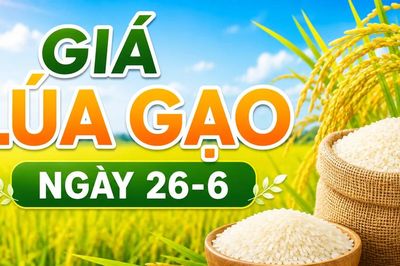 Giá lúa gạo ngày 26-6: Gạo nguyên liệu xuất khẩu và phụ phẩm tăng nhẹ