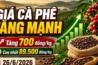 Giá cà phê hôm nay 26/6: Tăng mạnh, tiến sát mốc 90.000 đồng/kg