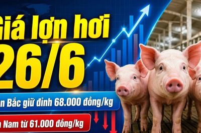 Giá lợn hơi hôm nay 26/6: Chênh lệch 7.000 đồng/kg giữa ba miền