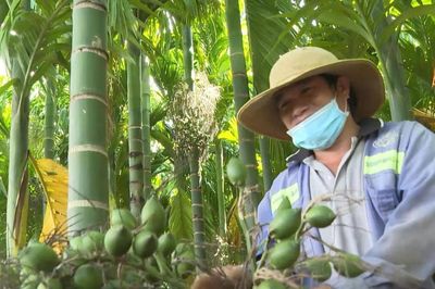 Cây cau xanh vỏ, 'đỏ thương lái'?