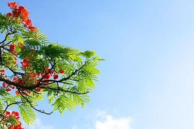 Dự báo thời tiết 10 ngày từ 26/06/2026 đến 06/07/2026: Bắc Bộ mưa lớn, Trung Bộ nắng nóng gay gắt