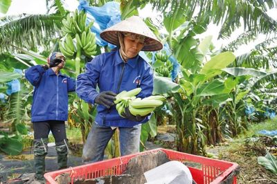 'Cẩm nang' vượt rào cản để xuất khẩu thực phẩm sang Trung Quốc