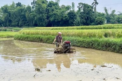 Khẩn trương thu hoạch lúa xuân, tập trung sản xuất vụ hè - thu