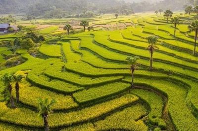 Loài cây mọc hoang ở Thái Nguyên bất ngờ được giới khoa học 'săn tìm', có gì đặc biệt?
