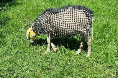 Mất 3 năm làm chiếc 'áo giáp' độc lạ cho cừu để 'chống sói', người nông dân không ngờ phát minh của mình lại gây tranh cãi dữ dội