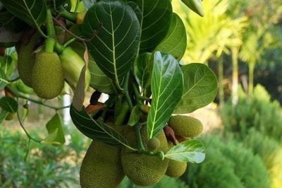 Không chỉ có quả, cây mít còn ẩn giấu một 'vị thuốc' ngay trên tán lá