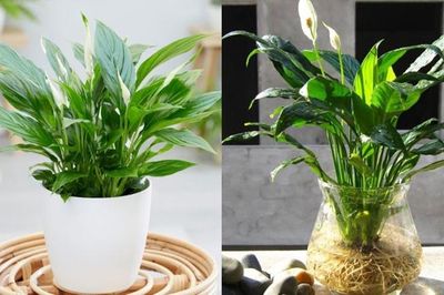 5 loại cây vừa lọc không khí, vừa làm mát nhà hiệu quả