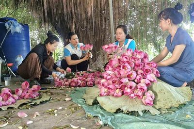 Xã Phú Xuyên: Rộn ràng mùa thu hoạch hoa sen