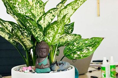 Tuổi Thìn nên để cây gì trên bàn làm việc để tiền tài hanh thông, sự nghiệp thăng tiến?