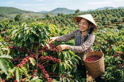 Giá cà phê hôm nay 27.6: Bật tăng 1.000 đồng/kg