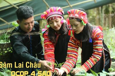 Sâm Lai Châu: OCOP 4 sao tạo sinh kế bền vững nơi núi rừng Tây Bắc