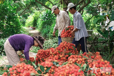 Trái cây Việt làm gì để tiếp tục chinh phục thị trường 'tỷ dân' Trung Quốc?