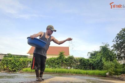 Sau mùa gặt là mùa gieo: Vòng lặp không ngơi nghỉ của nông dân và lúa mới