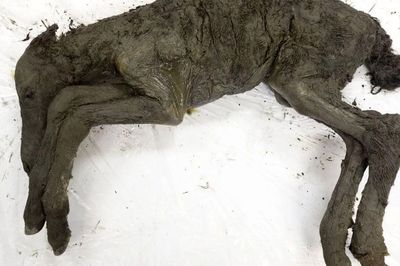 Bí ẩn xác ướp ngựa con 40.000 năm tuổi được khai quật ở Siberia