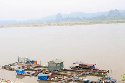 Hơn 73 tấn cá chết do nước sông Đà hạ thấp đột ngột bất thường