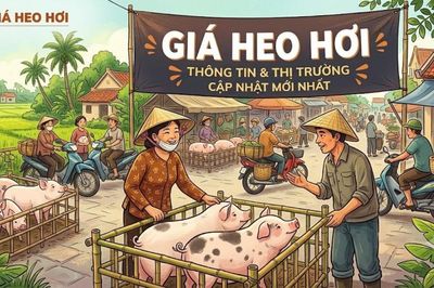 Giá heo hơi hôm nay 27/6: Nhiều địa phương miền Bắc đồng loạt giảm, miền Trung Tây Nguyên và miền Nam ổn định, cao nhất 67.000 đồng/kg