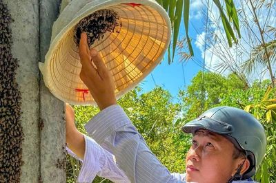 Xem thuần hóa ong trong cột điện