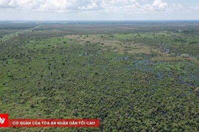 Cà Mau tìm lời giải cứu rừng tràm U Minh Hạ