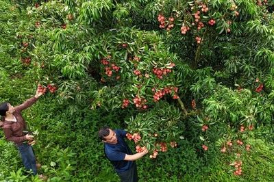 Tân Sơn: Rộn ràng mùa Quả ngọt
