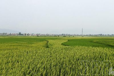 Đi giữa sóng lúa Mường Trời