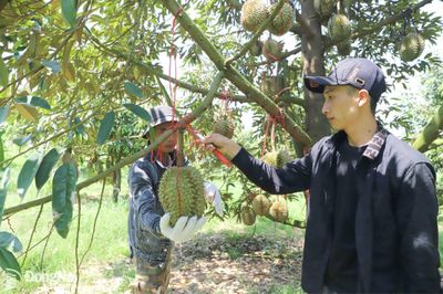Sầu riêng đạt chuẩn xuất khẩu không lo mất giá