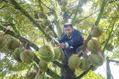 Nhật ký sầu riêng