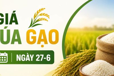 Giá lúa gạo ngày 27-6: Gạo xuất khẩu đồng loạt tăng, đạt 347-512 USD/tấn