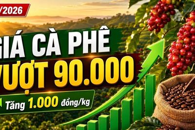 Giá cà phê hôm nay 27/6: Tăng mạnh, vượt mốc 90.000 đồng/kg