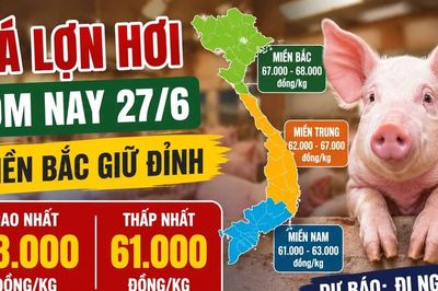 Giá lợn hơi hôm nay 27/6: Miền Bắc còn 4 nơi giữ đỉnh
