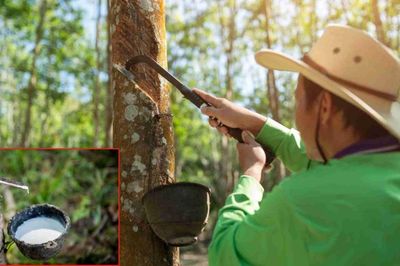 Ngày 27/6: Giá cao su thế giới đồng loạt giảm mạnh