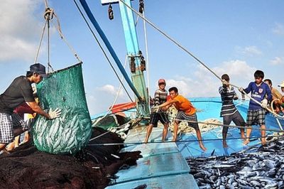 TP. Hồ Chí Minh: Triển khai nhật ký khai thác thủy sản điện tử
