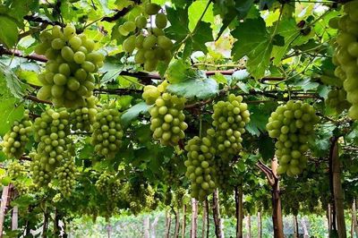Trái nho vùng nắng hạn và câu chuyện nâng giá trị bằng sở hữu trí tuệ