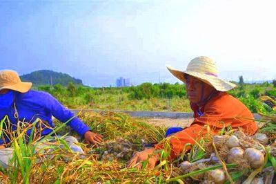 Mang củ tỏi vào câu chuyện du lịch