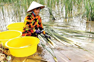 Thương quá bồn bồn