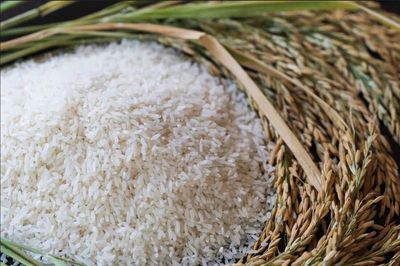 Giá lúa gạo hôm nay 27/6: Giá xuất khẩu tăng nhẹ