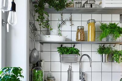 Đặt 4 loại cây phong thủy này trong bếp, gia chủ tự nhiên đón lộc, đổi đời