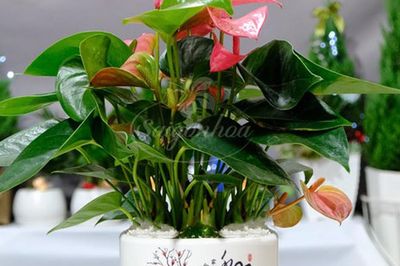 Cây để bàn làm việc tuổi Đinh Tỵ giúp thu hút vượng khí