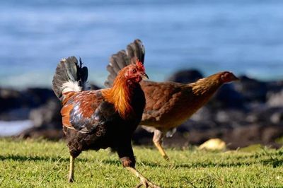 Phát hiện nơi Mỹ thả rông 400.000 con gà nhưng kỳ lạ không ai ăn, vì sao?