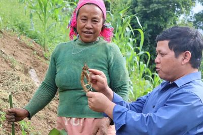 Trồng sâm dây nâng cao thu nhập cho đồng bào Xơ Đăng