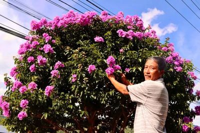 Hoa bằng lăng nhuộm sắc cao nguyên