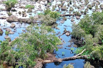 Gần 860 ha rừng U Minh Hạ suy thoái, Cà Mau tìm nguyên nhân