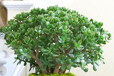 Top 4 cây cảnh giúp thanh lọc không khí, mang lại cảm giác thư giãn